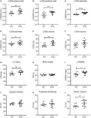 A Transgenic Mouse Model of Eccentric Left Ventricular Hypertrophy With Preserved Ejection Fraction Exhibits Alterations in the Autophagy-Lysosomal Pathway